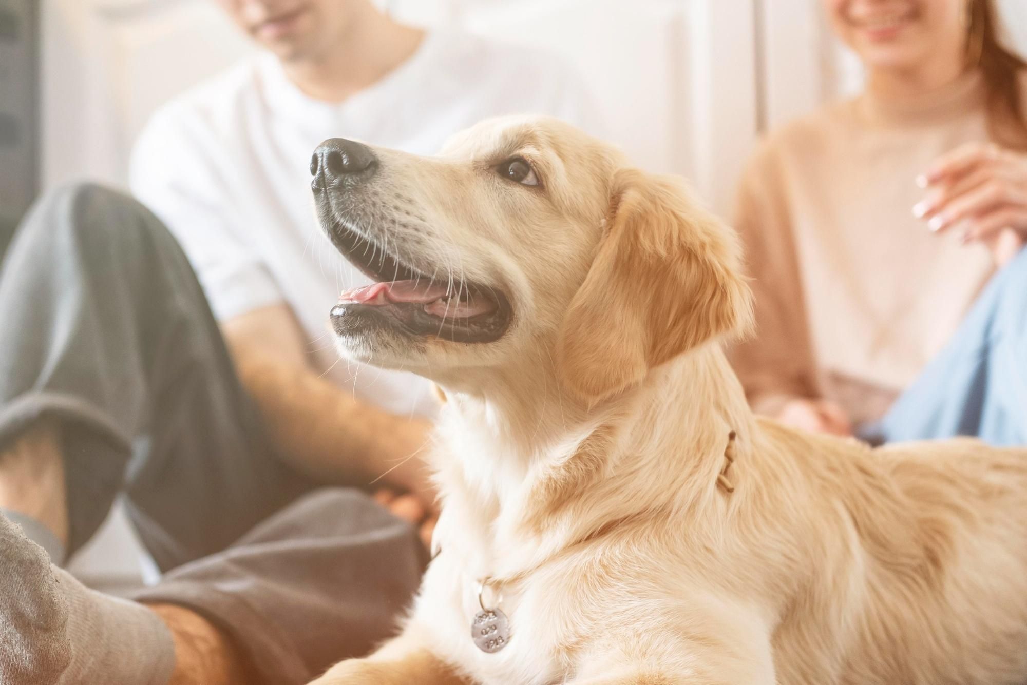 Cosgrove Hill at Chapel Hiil, NC. A golden retriever sitting on the floor with a man and woman.